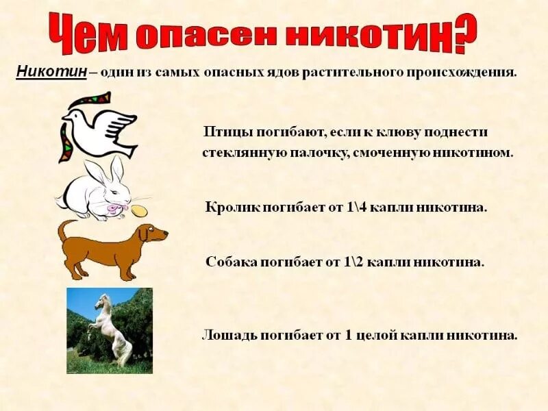 Как можно быстрее вывести никотин. Никотин. влияние никотина на животных. влияние курения на питомцев.