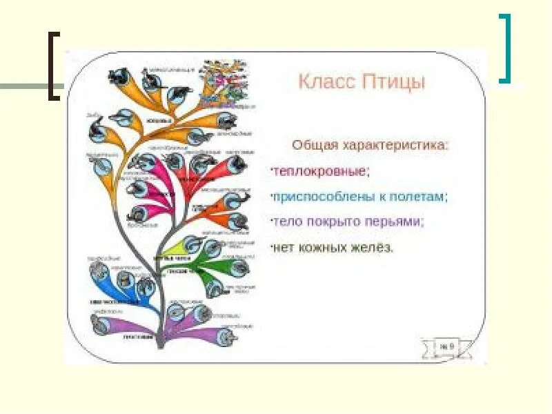Класс птиц 8 класс конспект. Класс птицы общая характеристика. характеристика класса птицы. класс птицы общая характеристика 7 класс. общая характеристика птиц 7 класс.