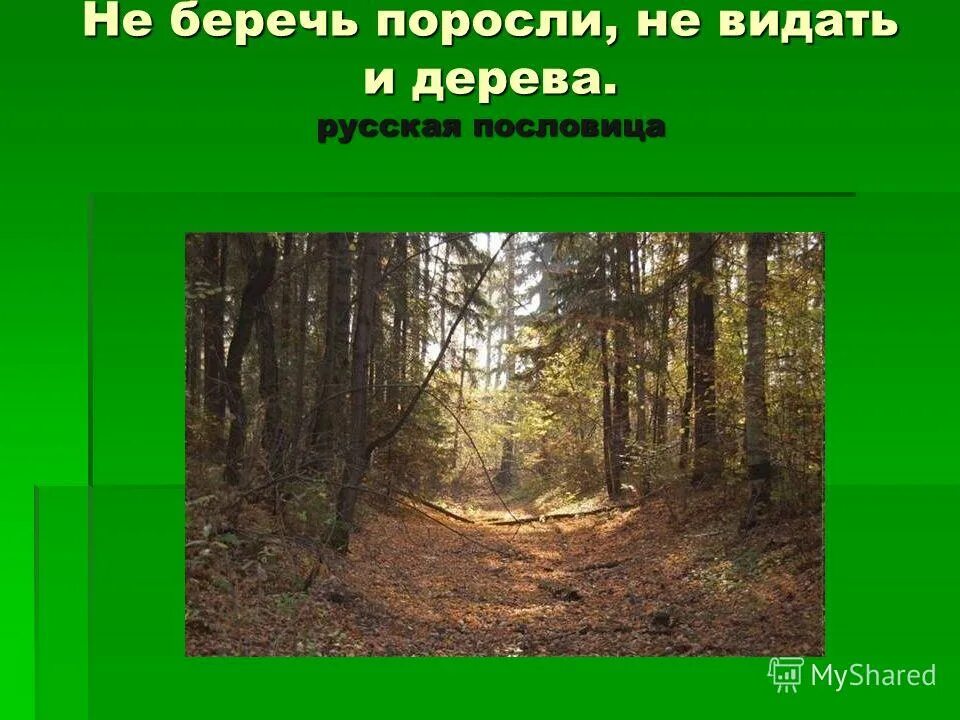 _ Беречь поросли, _ видать и дерева.. Не беречь поросли не видать и дерева. Пословица не беречь поросли. Не беречь поросли не видать и дерева смысл пословицы.