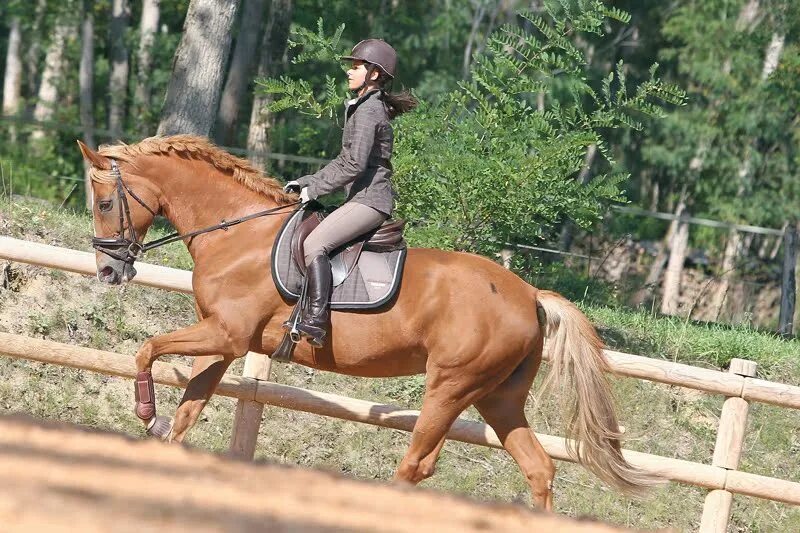 конный спорт. обнимает лошадь. конь между ног. диана курочкина конный спорт. забавные попы.