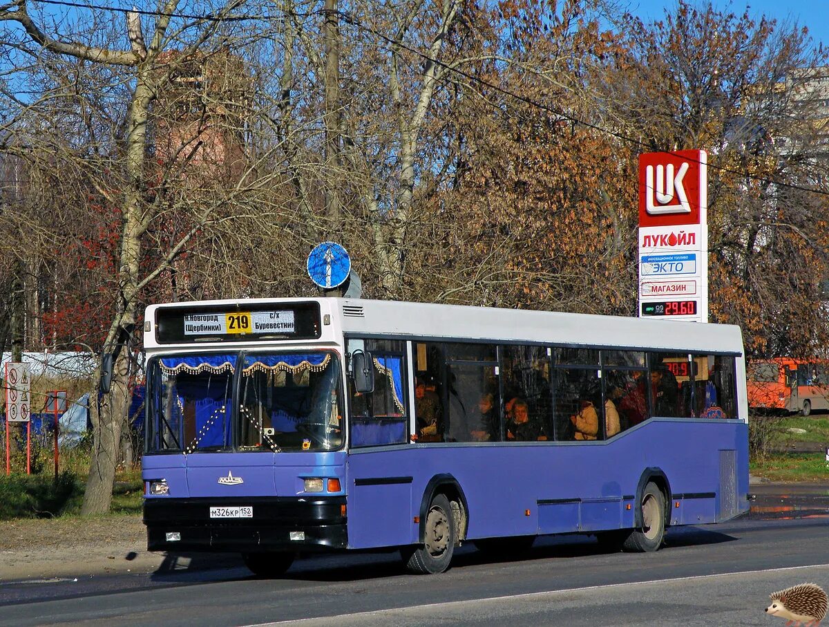 Автобус 219 буревестник нижний. МАЗ 104. МАЗ 104 с21 салон. МАЗ 104 Первомаец. Реклама на автобусах.