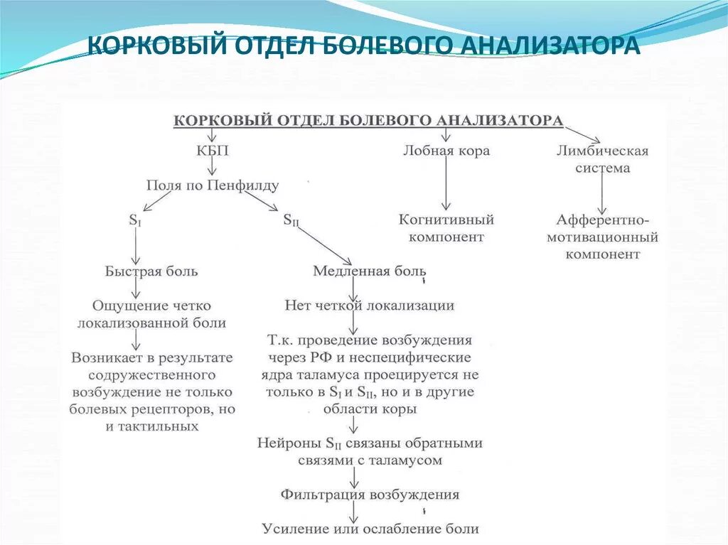 Проводниковый отдел болевого анализатора. Рецепторы болевого анализатора. Болевой анализатор функции. Рецепторы болевого анализатора. Ноцицептивная чувствительность.