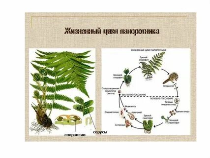 Как называется половое поколение у папоротников