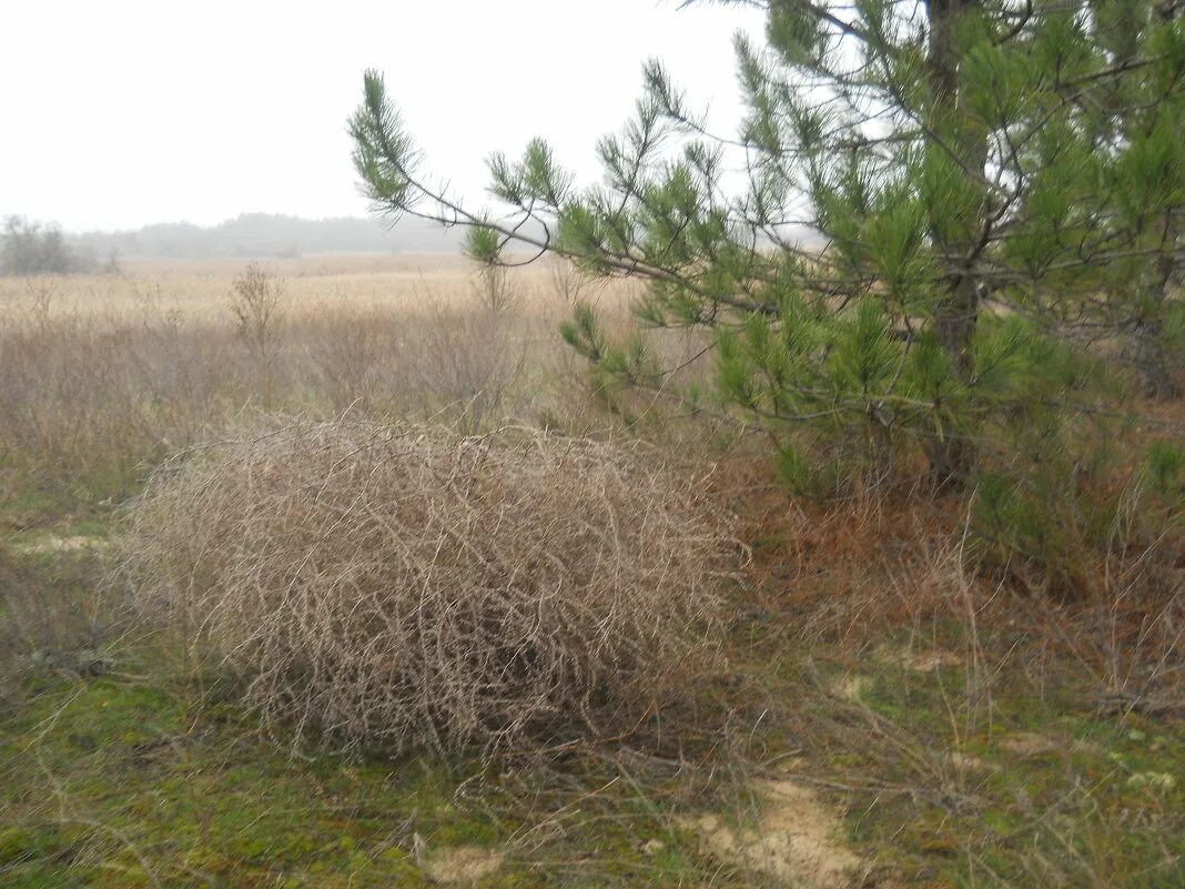 перекати поле 1. перекати поле в пустыне. перекати поле 2021. буш степь. перекати поле растение.