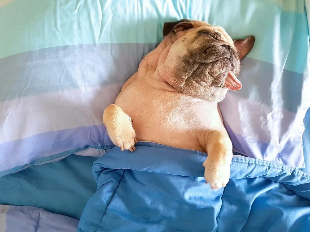 Сколько спят щенки в 2. Доброе утро бульдог в кровати. Ленивый бульдог. Бульдог французский на постели.