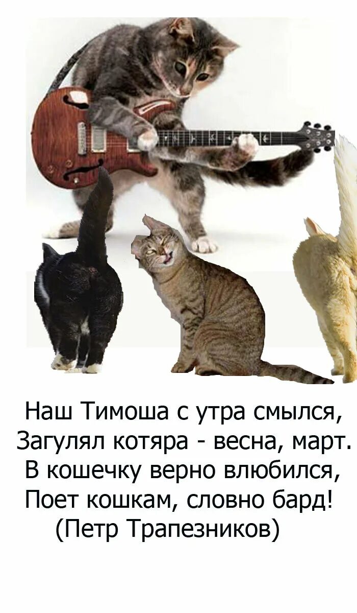 Кошка поет. Поющие коты. Котята поют. Коты и кошки поют.