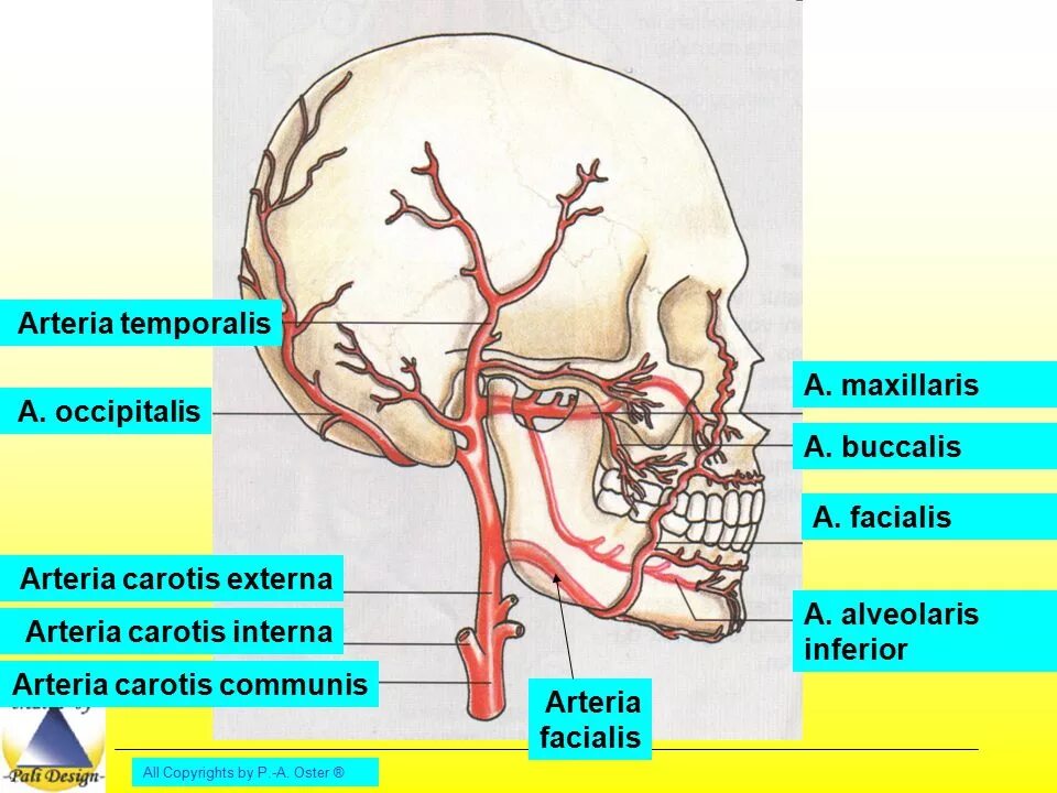 Arteria maxillaris ветви. Верхнечелюстная артерия схема. Ветви лицевой артерии анастомозируют с:. Лицевую артерию a. Facialis.
