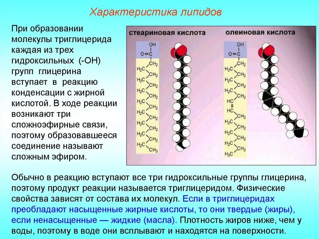 Радикалы жиров