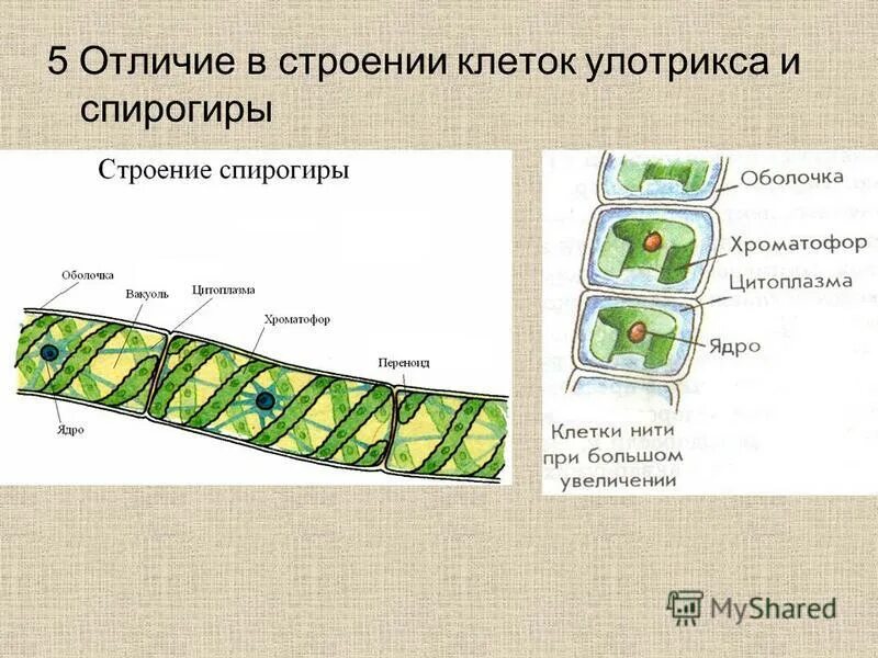 Изучение многоклеточных водорослей