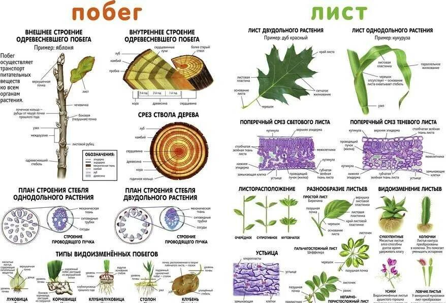 Небиологические науки. Биологические дисциплины. Как называются работы по биологии. Как называются работы по биологии. Вегетативные органы растений егэ таблица биология.