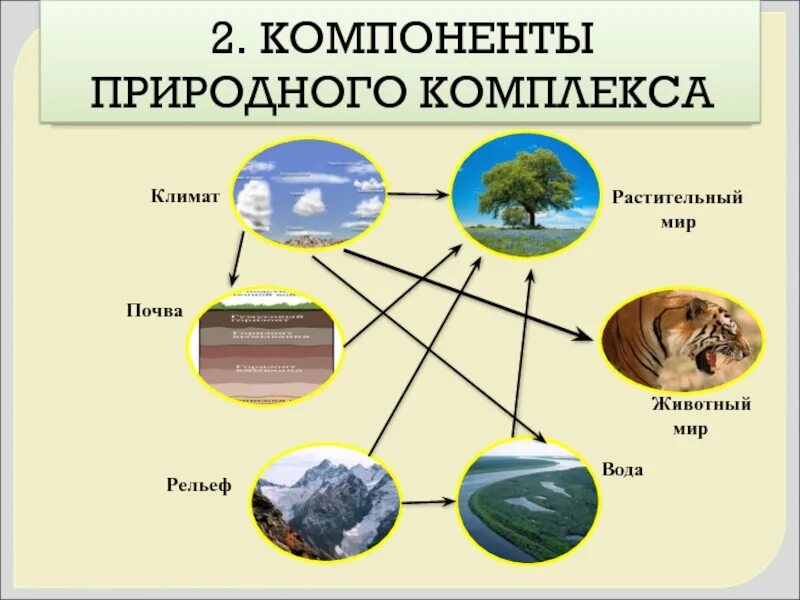 Компоненты природного комплекса моря