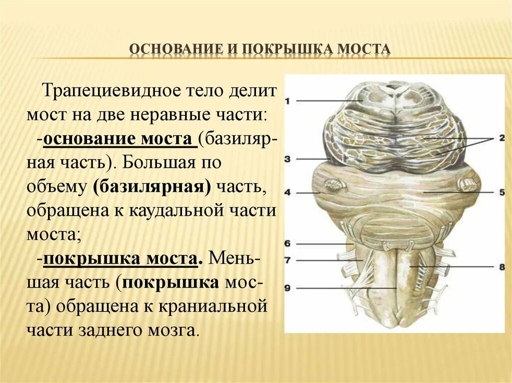 Мост мозга поперечный разрез. Варолиев мост анатомия. Варолиев мост строение. Варолиев мост строение анатомия.