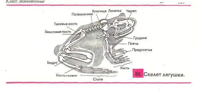 Таблица особенности строения и значения скелета лягушки. Таблица особенности строения и значения скелета лягушки
