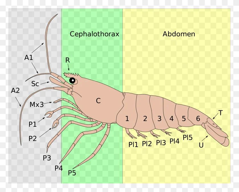 Строение конечностей креветки. Строение креветки. Анатомия креветки. Креветка строение биология.