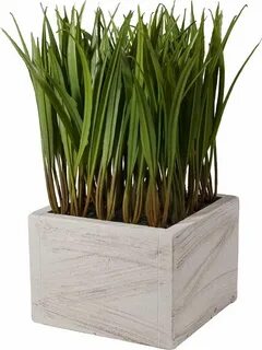 Grass plant