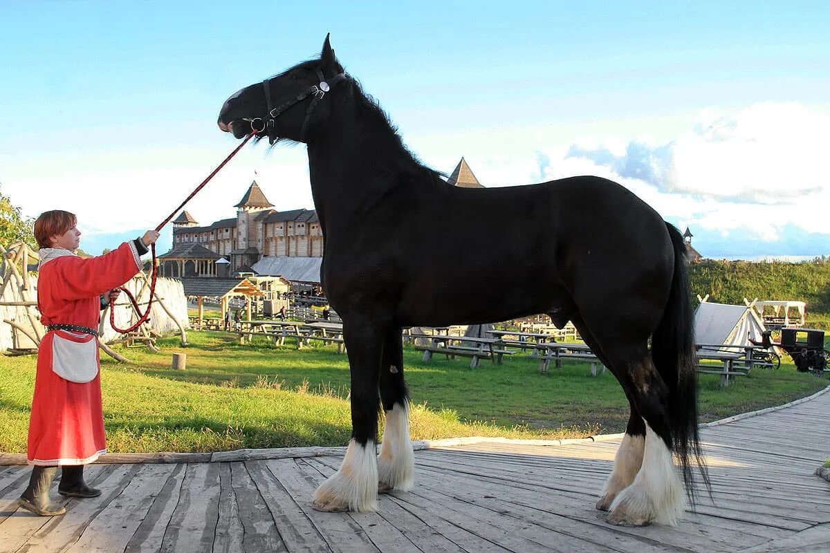 Сайт horse. Выставка лошадей. Породистые кони выставочные. Древнерусская лошадь. Выставочная лошадь.