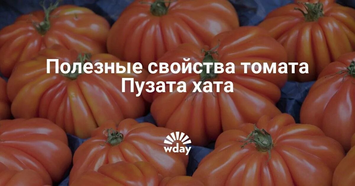 Сорт томата Пузата хата. Семена томат Пузата хата. Пузата хата помидоры фото отзывы садоводов