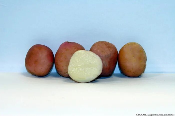 File:Pommes de terre (CHARLOTTE)-cliche Jean Weber (23594803261).jpg - Wikimedia