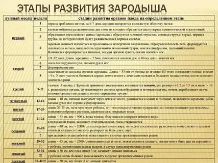 Стадии плода при беременности