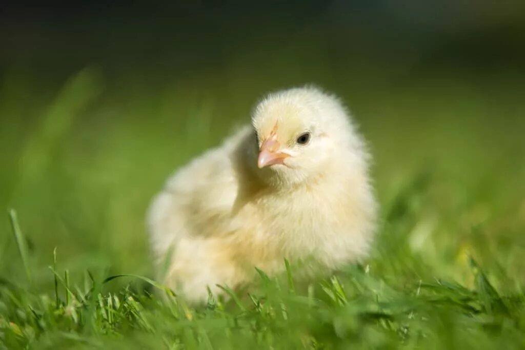 Цыпленок крошка. Цыплята. Цыпленок в траве. Цыплятки на травке. Бройлер на траве.