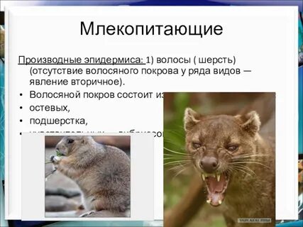 Какую функцию выполняют млекопитающие
