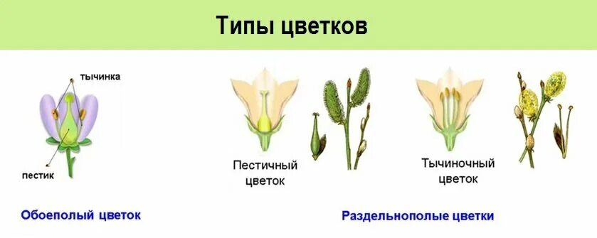 Цветки огурца мужские и женские. Обоеполые и раздельнополые цветки. Схема строения цветка кабачка. Цветки огурца мужские и женские. Огурцы цветут а завязи.