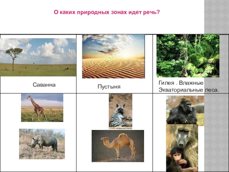 Влажные экваториальные леса саванны пустыни. Чей дом Саванна и пустыня?. Природная зона саванны леса. Экваториальные леса в саваннах и пустынях. В какой из указанных природных зон саванны