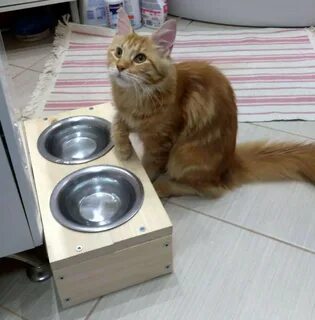 Можно ли котятам вареную