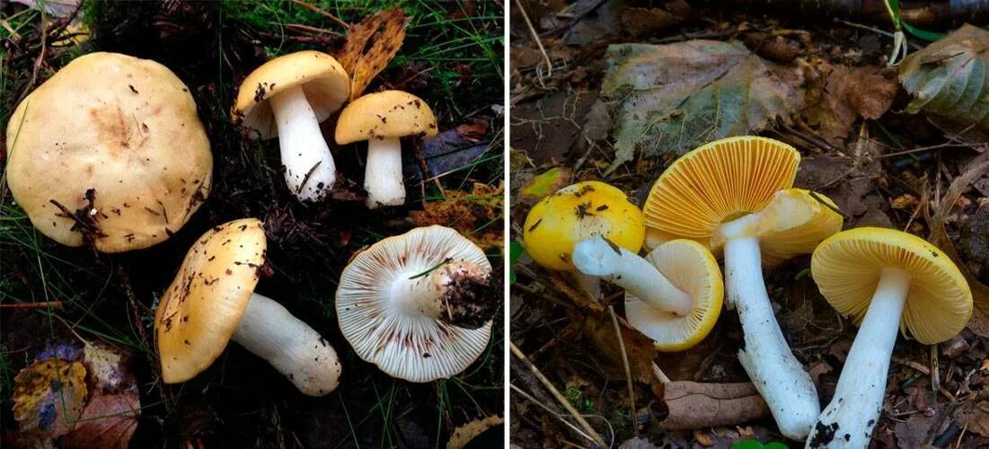 Сыроежка тип питания. Сыроежка охристая. russula aurea. сыроежка золотистая. сыроежки грибы оренбургские.