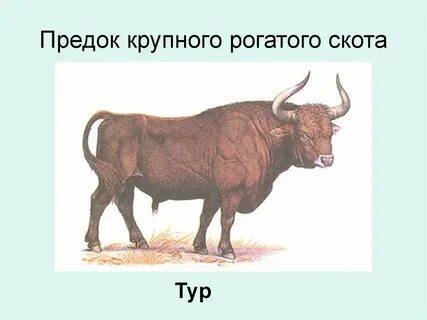 Вымершие животные по вине человека