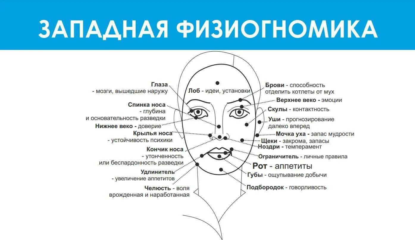 Лба анализ. Физиогномика. Физиогномика точки на лице. Чтение характера по лицу. Точки эмоций на лице.