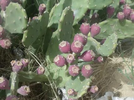 Опунция строгая зимостойкая, Опунция прямая зимостойкая (Opuntia stricta wi...