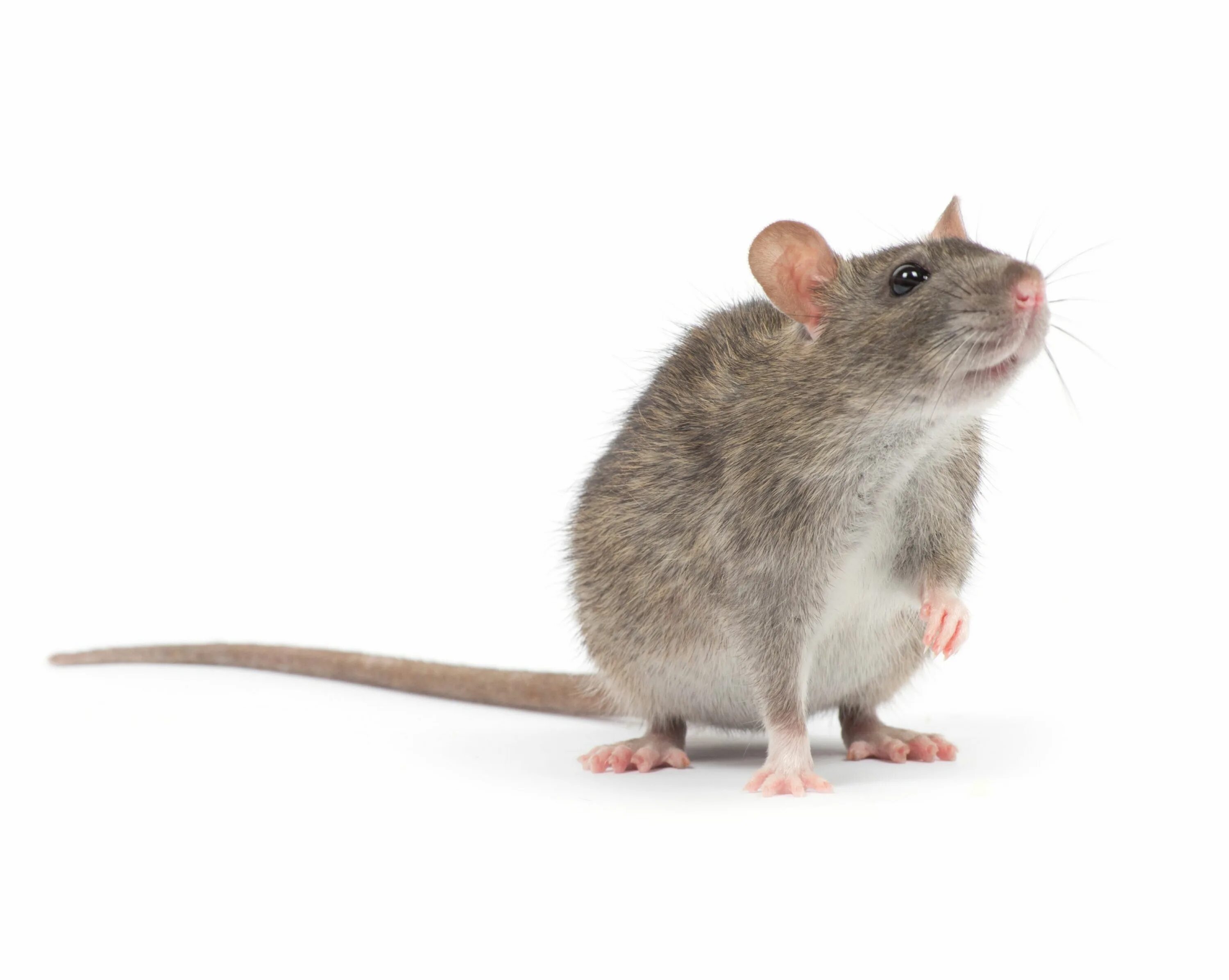 Мышь коре. Сидячая мышка. Карточка мышь. Крыса фото на белом фоне. Мышь с визиткой.