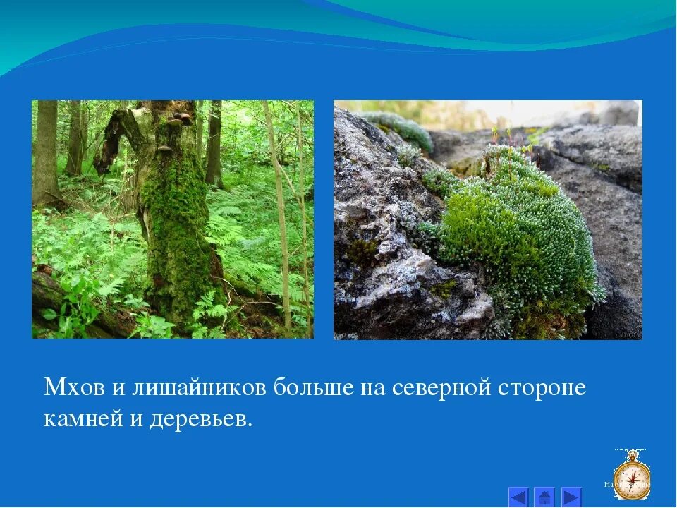 На какой стороне растет лишайник. Мох с Южной стороны. Ориентирование по камням. Ориентирование по мху. Как можно ориентироваться по мху.