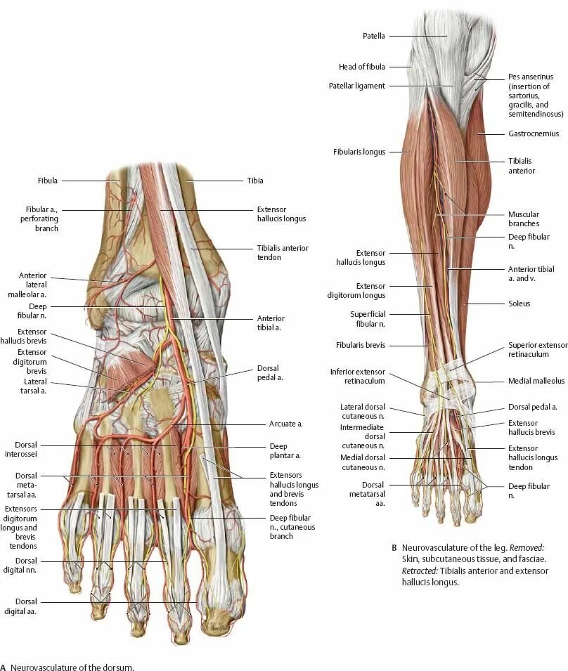 Стопа человека анатомия и физиология. Анатомический атлас стопа. Анатомия ступни ноги человека. Мышцы стопы анатомия.