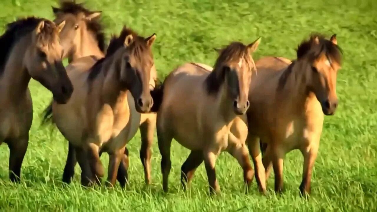 Игорь слуцкий-кони. Слуцкий кони слушать. Лошади в океане стихотворение. Слуцкий кони слушать. Устали кони игорь слуцкий.