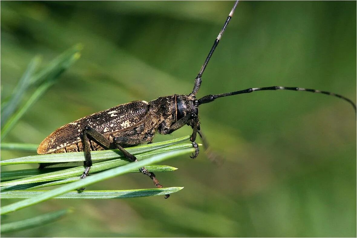 Черный усач фото. Жук усач Monochamus. Жук чёрный Сосновый усач. Monochamus galloprovincialis усач черный Сосновый. Жук усач Сосновый.