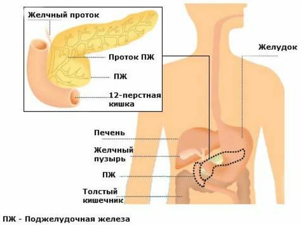 Местоположение поджелудочной железы у человека. Где расположена поджелудочная железа у человека рисунок. Где находитсяоджелудочная железа. Гдгде находится поджелудочная железа.