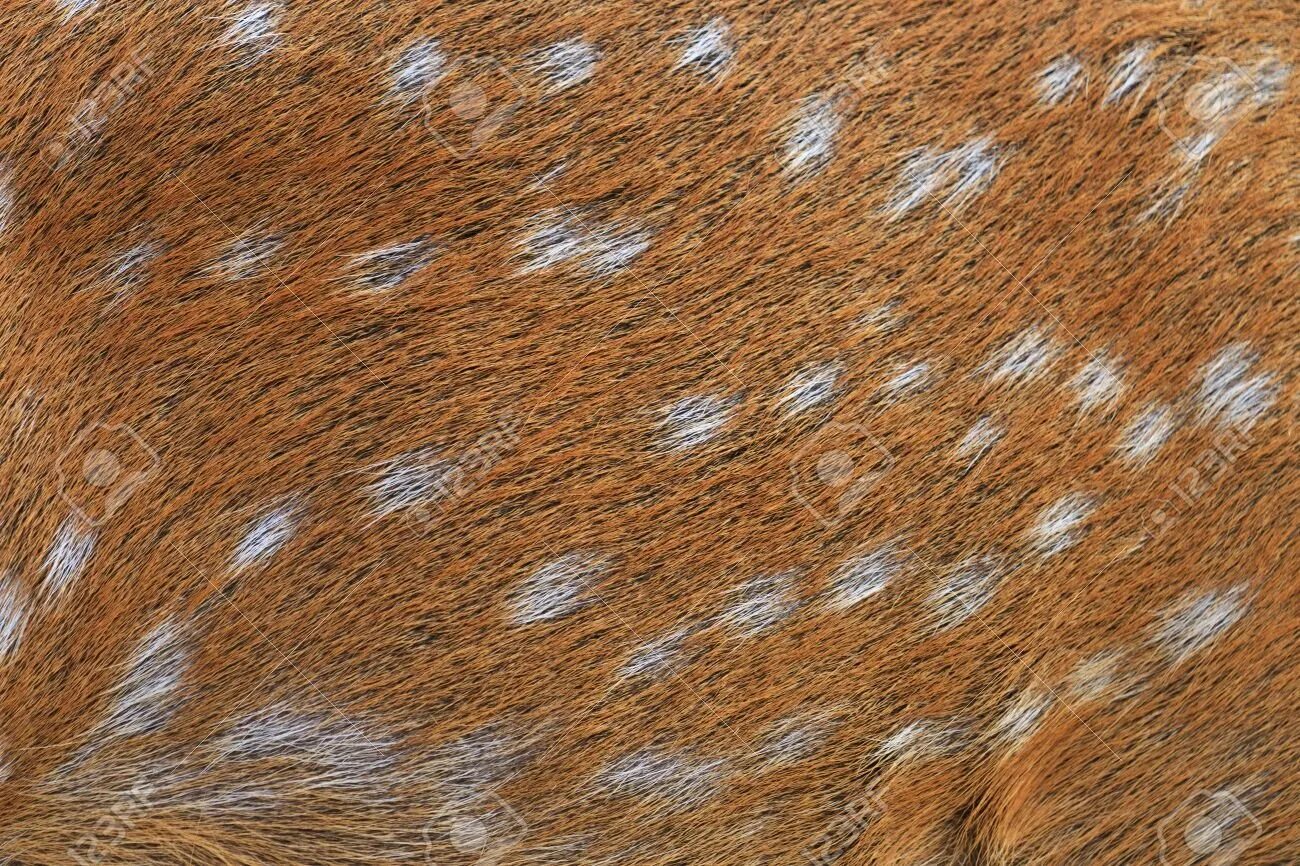 Мех северного оленя. Шерсть оленя текстура. Дикий северный олень. Мех фактура. Мех оленя.