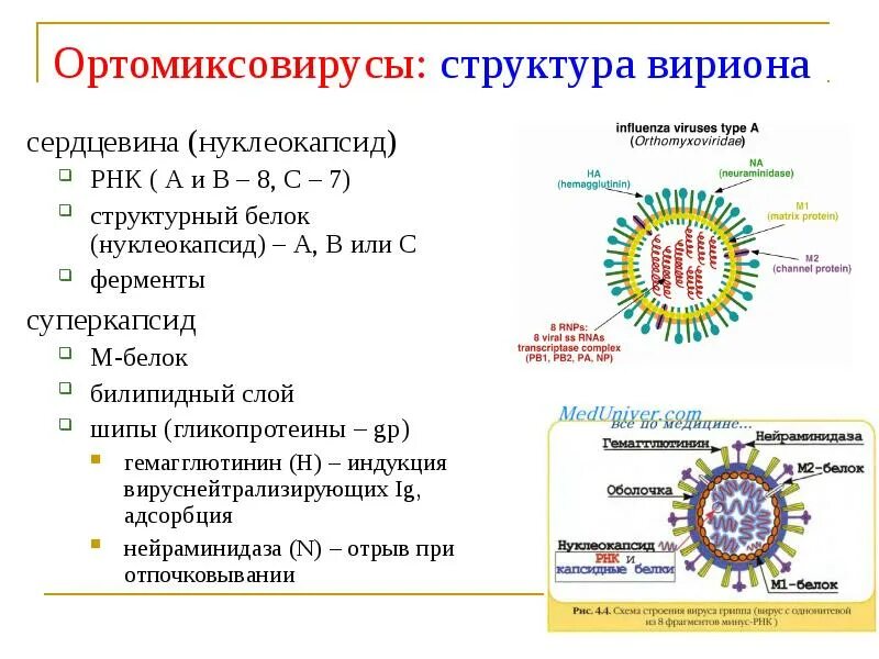 Вирус гриппа семейство. Структура вириона ортомиксовирусов. Структура вириона микробиология. Строение вириона вируса гриппа. Ортомиксовирусы микробиология рисунок.