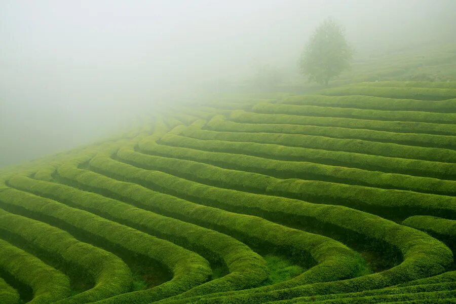 Виды плантаций. Чайные плантации в Китае. Юньнань чайные плантации. Плантации чая в Тамилнаде. Очамчира чайные плантации.