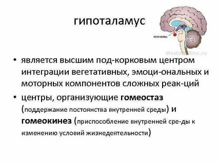 Гипоталамус функции