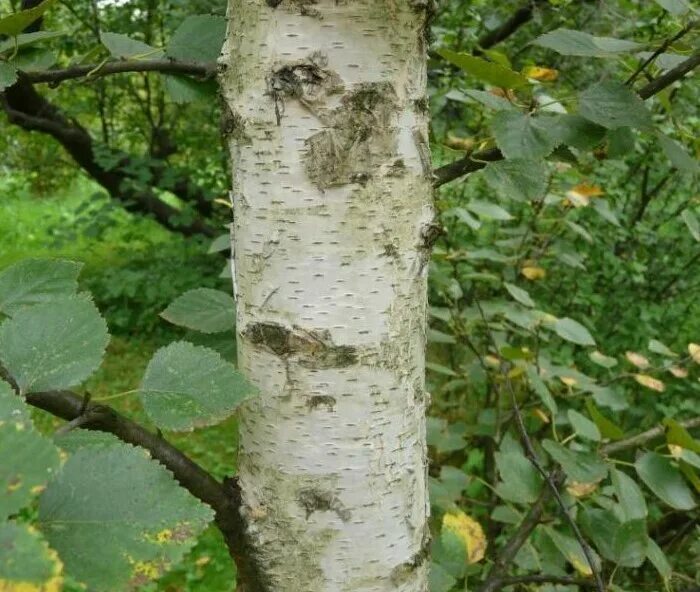 Береза форма растения. Береза пушистая betula pubescens. betula pubescens ehrh. – берёза пушистая. береза обыкновенная (betula alba). betula alba ствол.