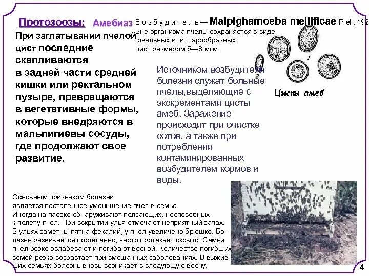 Как еще называют болезнь пчел. Заболевания пчел. Инвазионные болезни пчел. Классификация болезней пчел. Инфекционные болезни пчёл варроатоз.