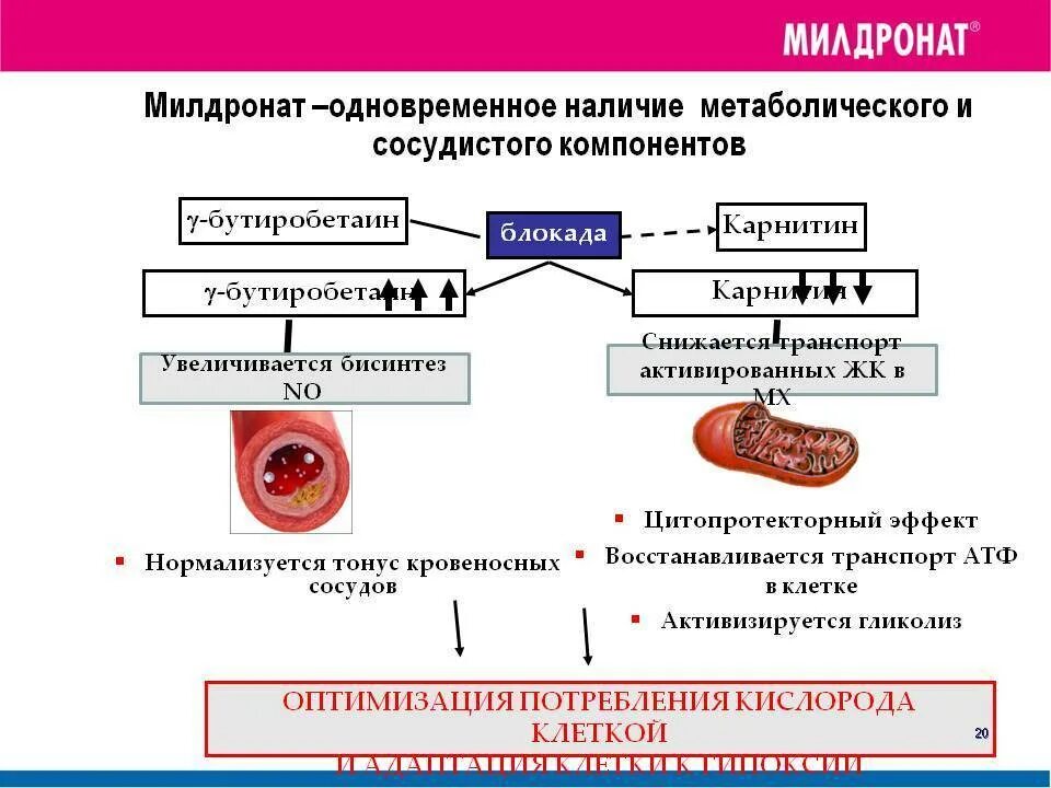 Милдронат польза и вред