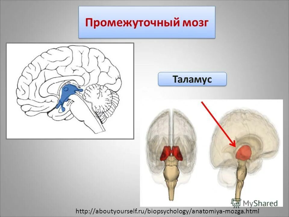 Промежуточный мозг. Промежуточный мозг таламус. Зрительные Бугры промежуточного мозга. Таламус в мозге.