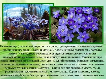 Только к концу сентября перелески