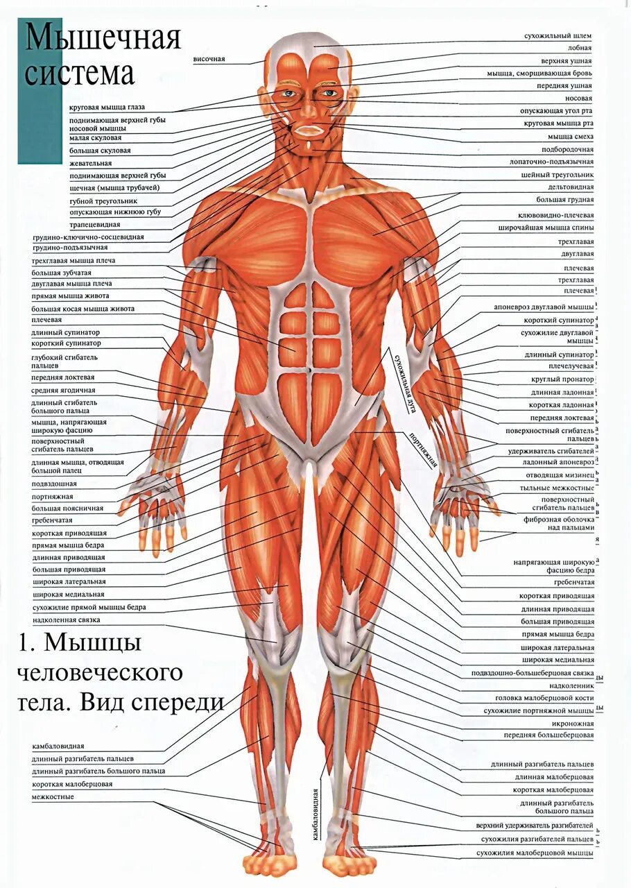 Мышечная система описание. Мышечная система человека схема. мышечная система спереди. мышцы человека схема спереди. плакаты мышцы человека анатомия.