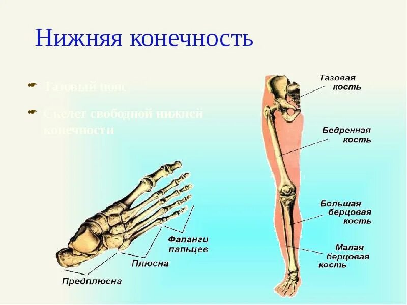 Нижние конечности являются. Скелет тазового пояса и свободной нижней конечности. Скелет таза и свободной нижней конечности. Скелет пояса нижних конечностей и свободная нижняя конечность. Скелет пояса нижних конечностей тазовый пояс.