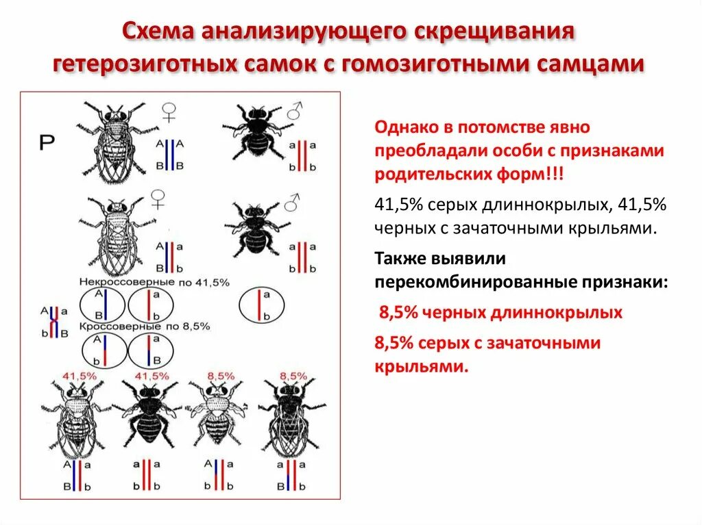 Создание хромосомной теории